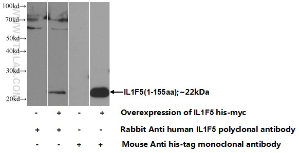 13113-1-AP;Transfected HEK-293 cells