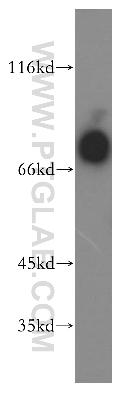 13655-1-AP;HL-60 cells