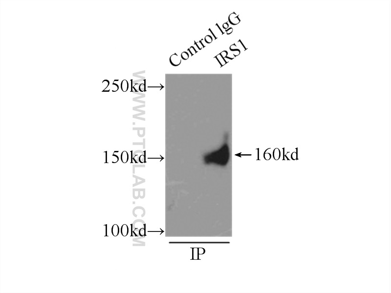 17509-1-AP;A549 cells