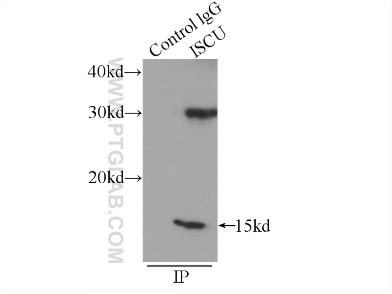 14812-1-AP;mouse heart tissue