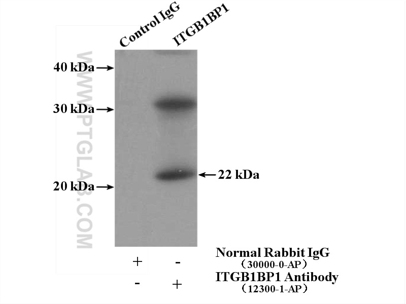 12300-1-AP;mouse thymus tissue