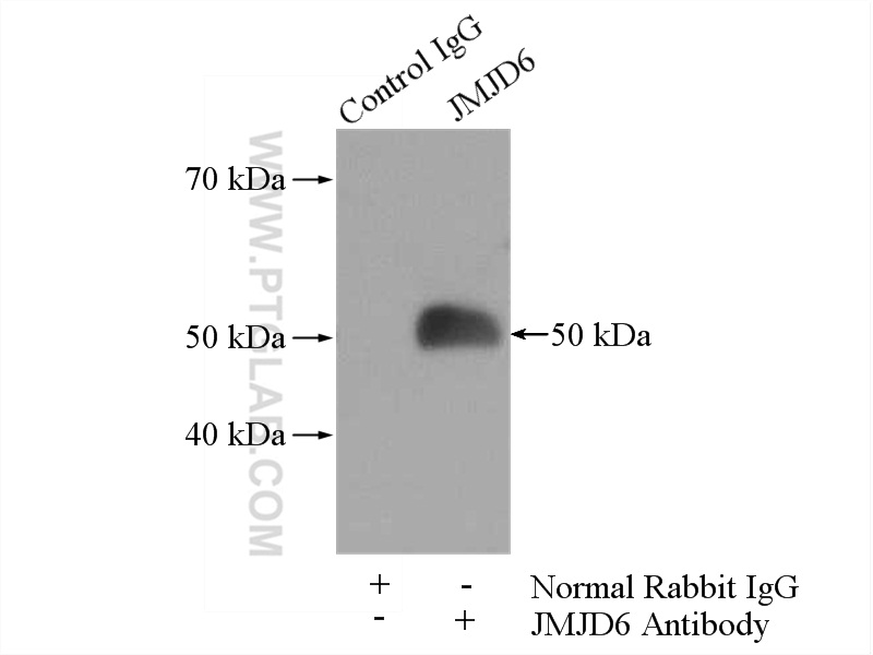 16476-1-AP;K-562 cells