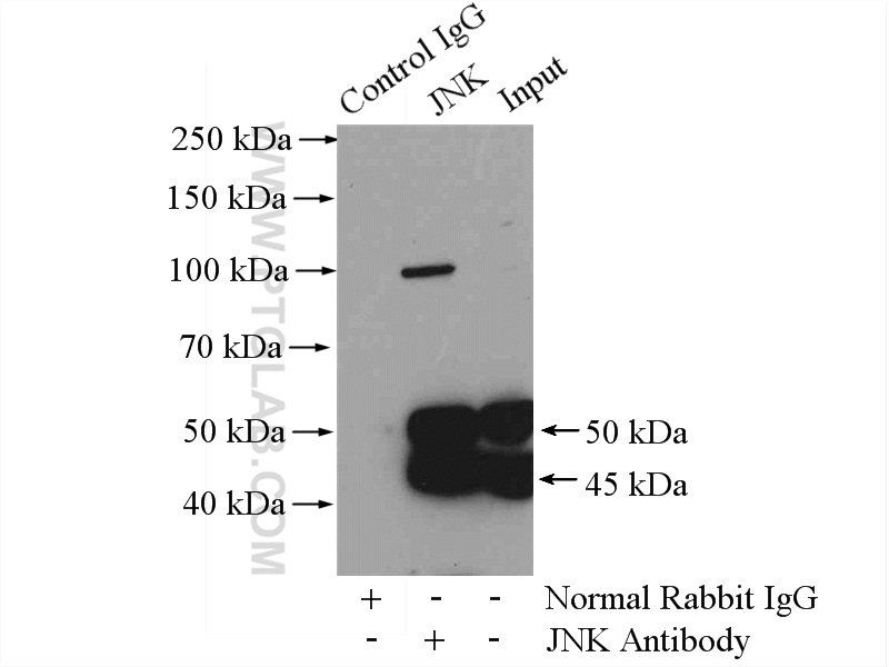 51151-1-AP;HEK-293 cells