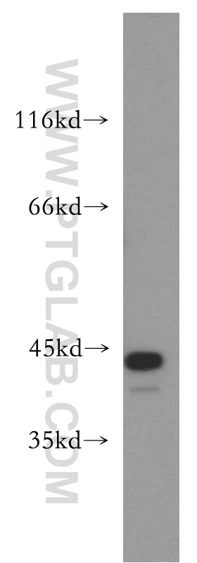 10486-1-AP;MCF7 cells