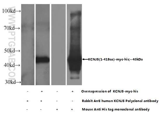 18063-1-AP;transfected cells