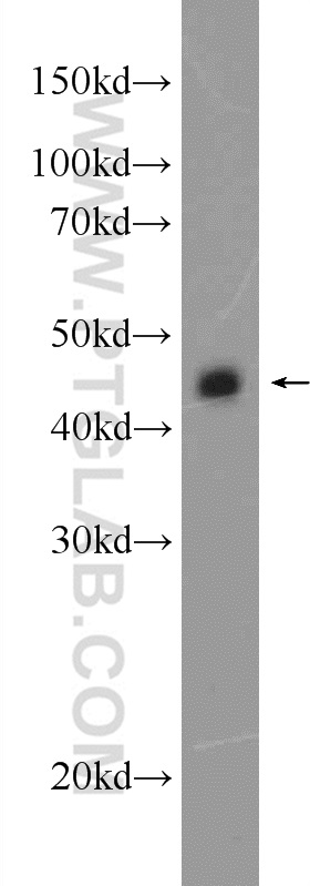 24457-1-AP;mouse testis tissue