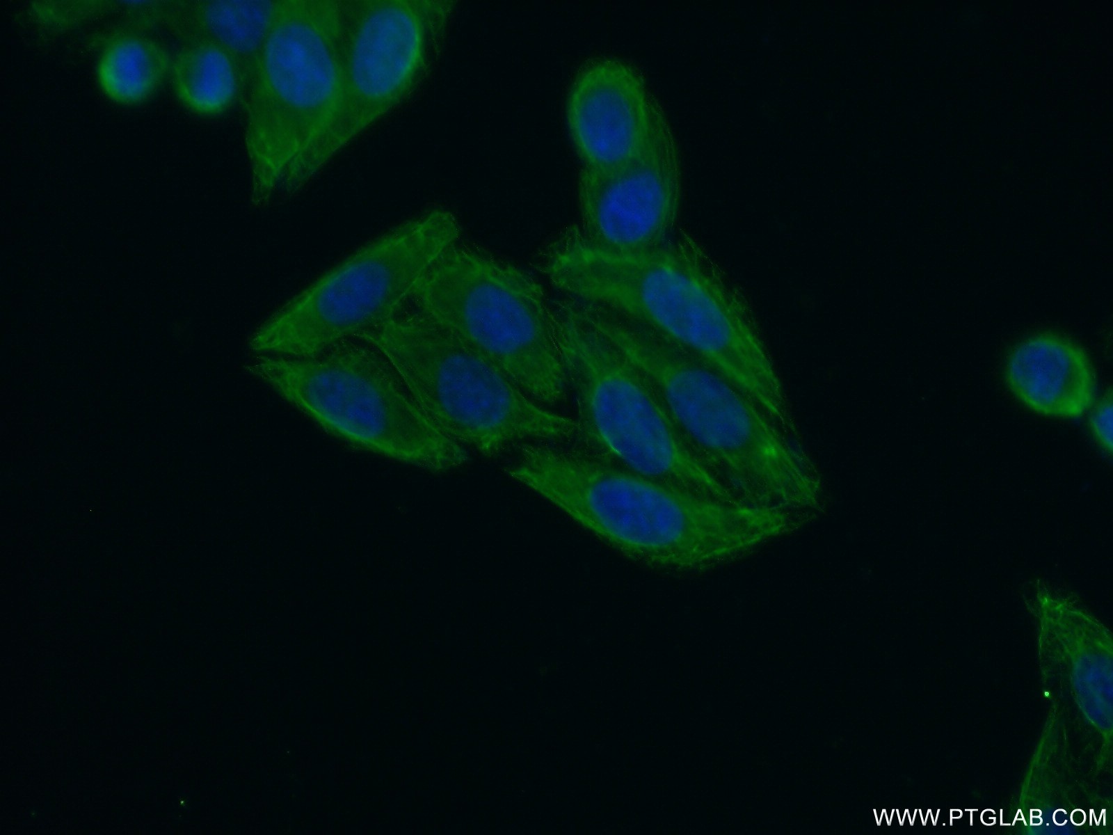 20945-1-AP;HepG2 cells