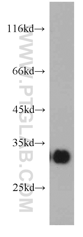 21152-1-AP;HL-60 cell