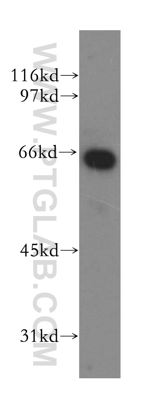 13156-1-AP;Raji cells