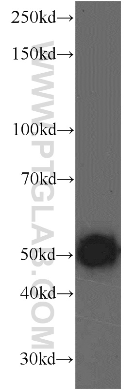 13905-1-AP;mouse testis tissue