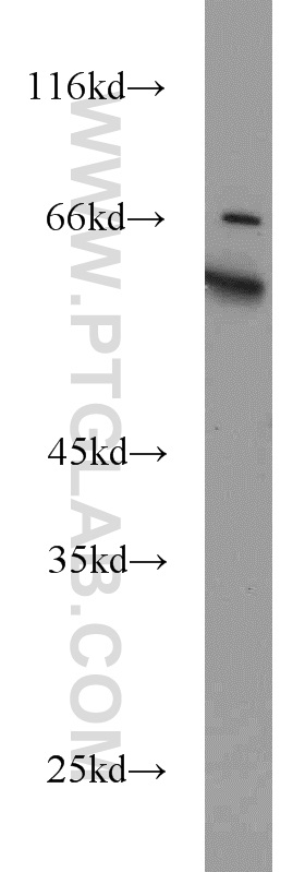 14883-1-AP;PC-3 cell