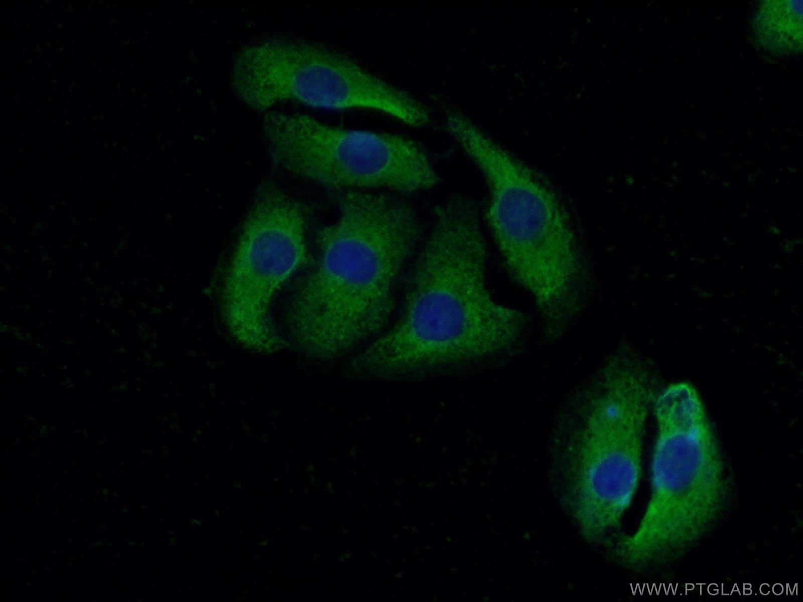 16156-1-AP;SH-SY5Y cells