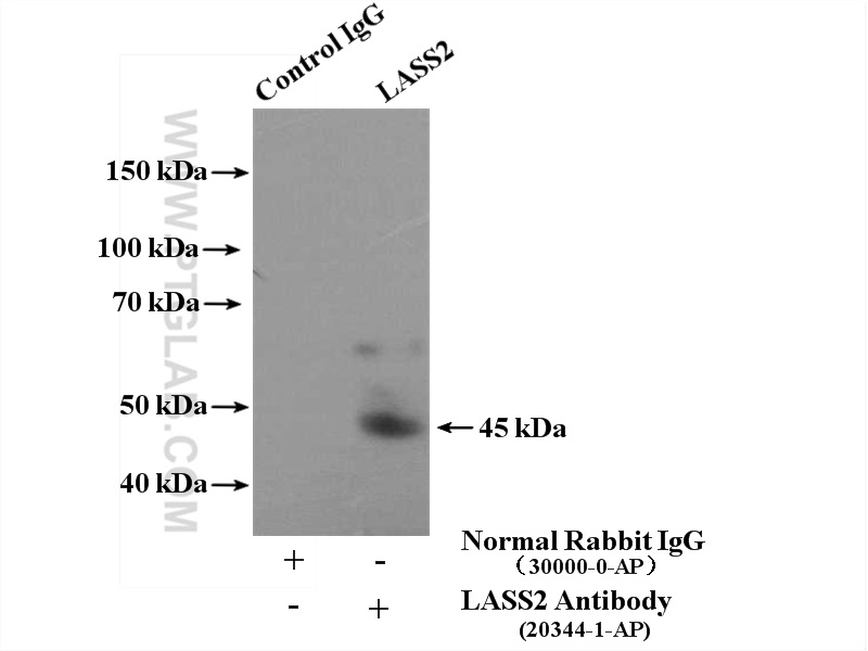 20344-1-AP;HeLa cells