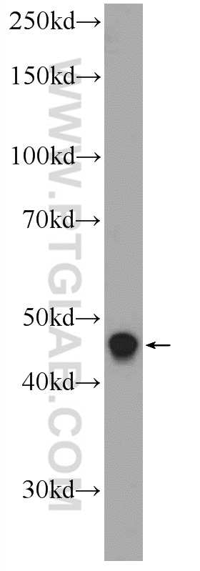 20344-1-AP;HepG2 cells