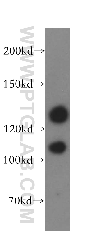 17049-1-AP;mouse testis tissue