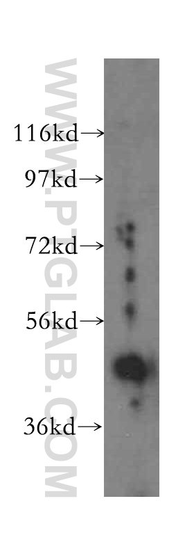 16650-1-AP;HEK-293 cell