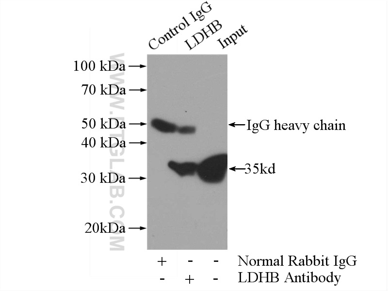 14824-1-AP;mouse brain tissue