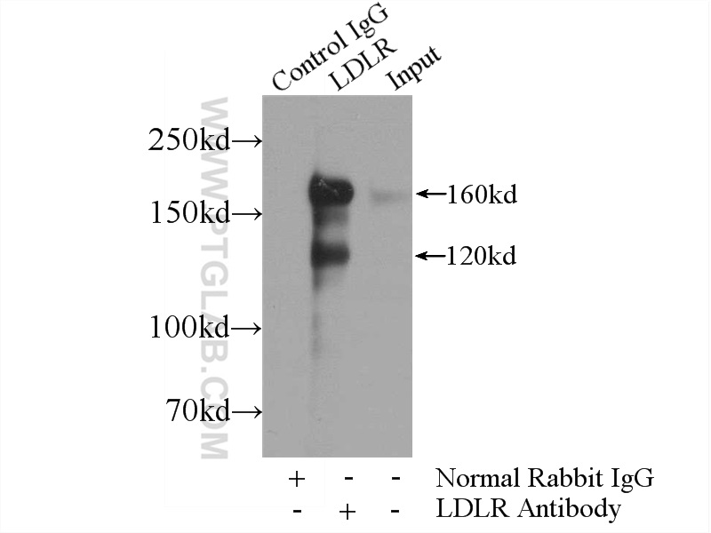 10785-1-AP;HeLa cells