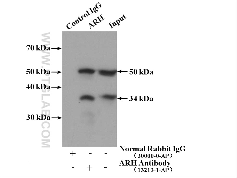 13213-1-AP;HEK-293 cells