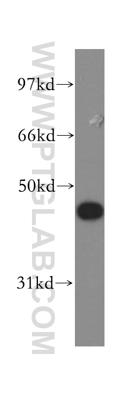 13391-1-AP;Jurkat cell