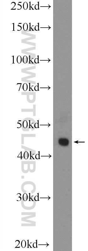 17938-1-AP;U-937 cells