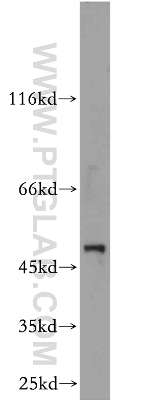 21153-1-AP;L02 cell