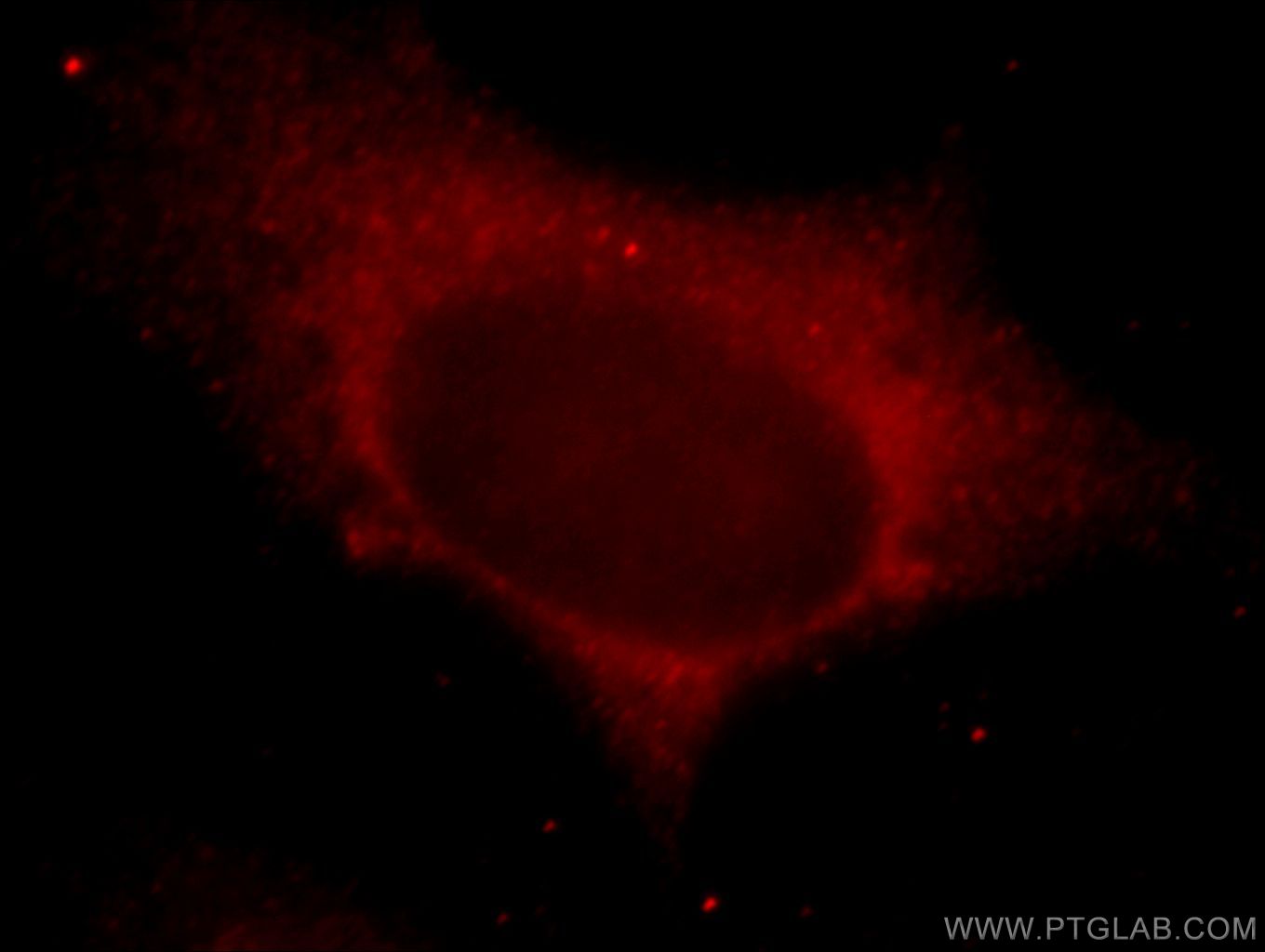 20772-1-AP;Hela cells