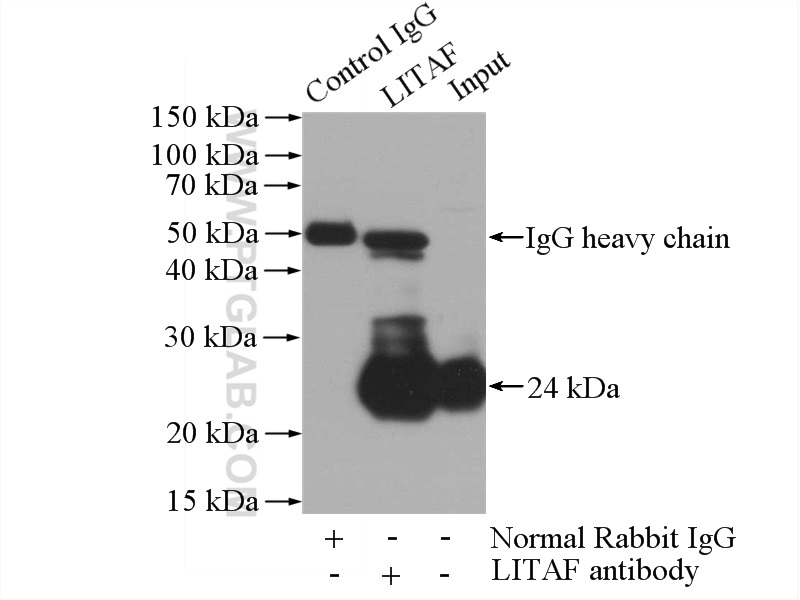 16797-1-AP;HeLa cells