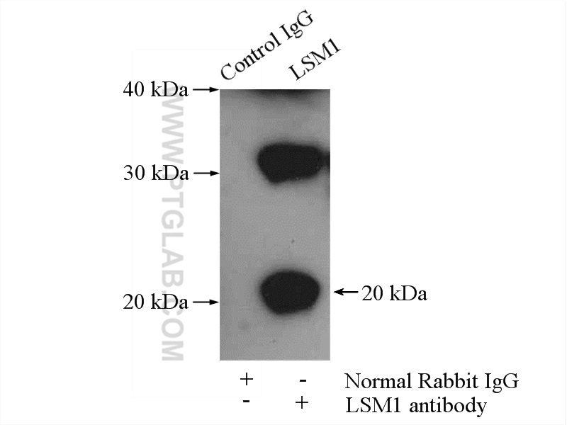 10259-1-AP;HeLa cells