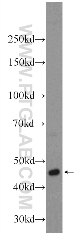 24202-1-AP;K-562 cells