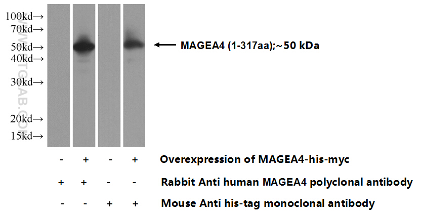 12508-1-AP;Transfected HEK-293 cells