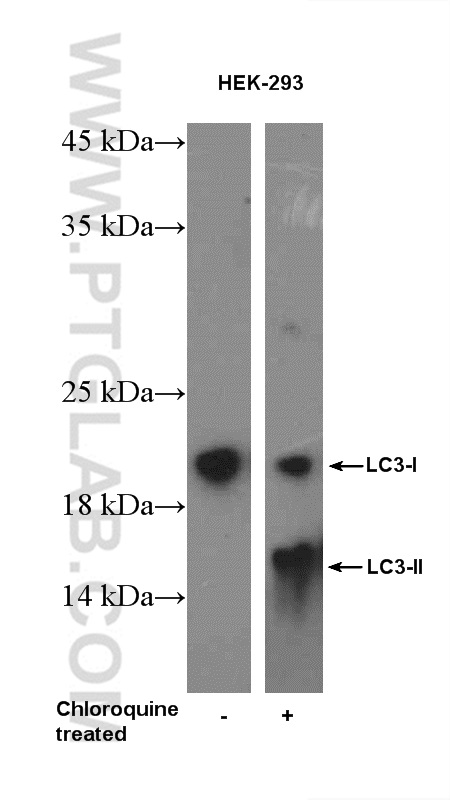 14600-1-AP;Chloroquine treated HEK-293 cells