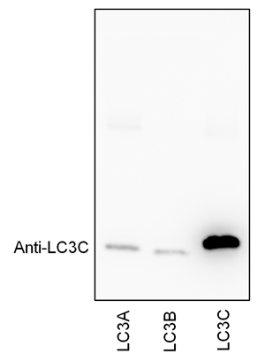 18726-1-AP;Recombinant protein