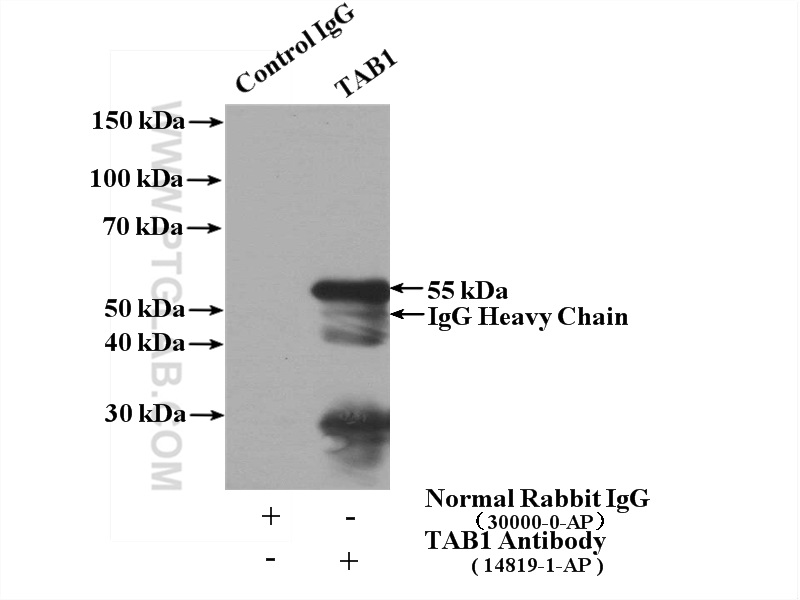 14819-1-AP;K-562 cells