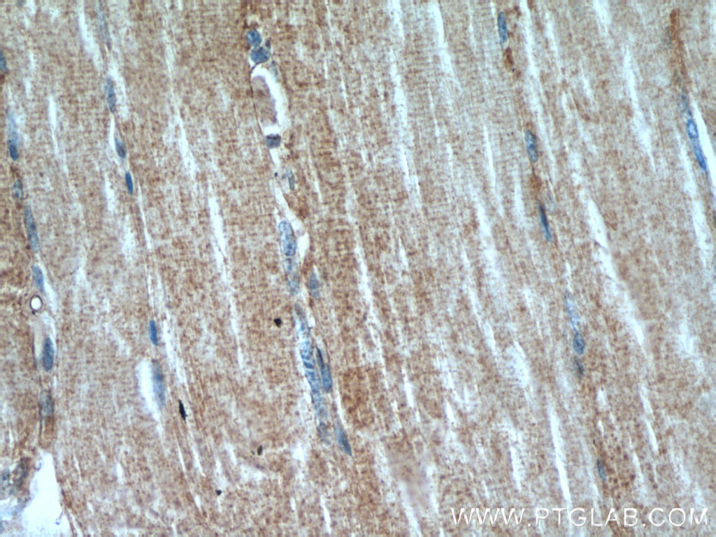 14702-1-AP;human skeletal muscle