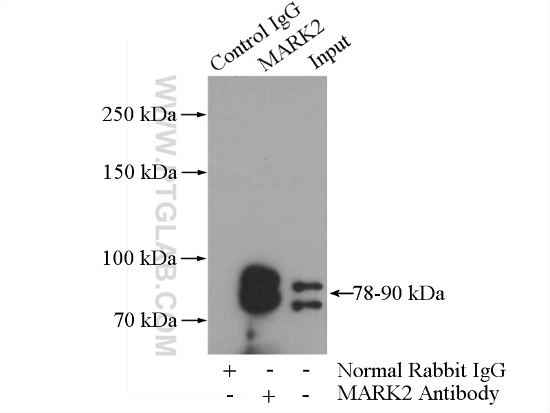 15492-1-AP;rat brain tissue