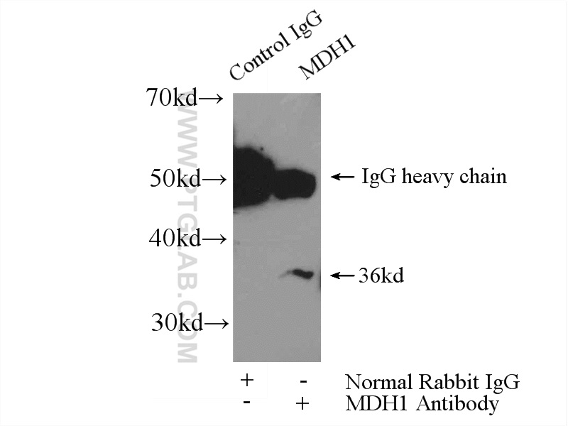 15904-1-AP;mouse liver tissue