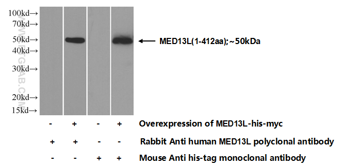 20046-1-AP;Transfected HEK-293 cells