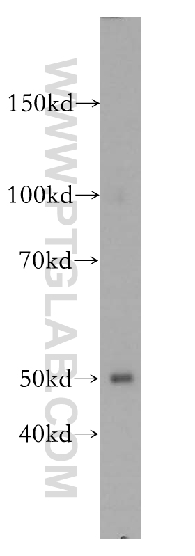 18290-1-AP;mouse cerebellum tissue