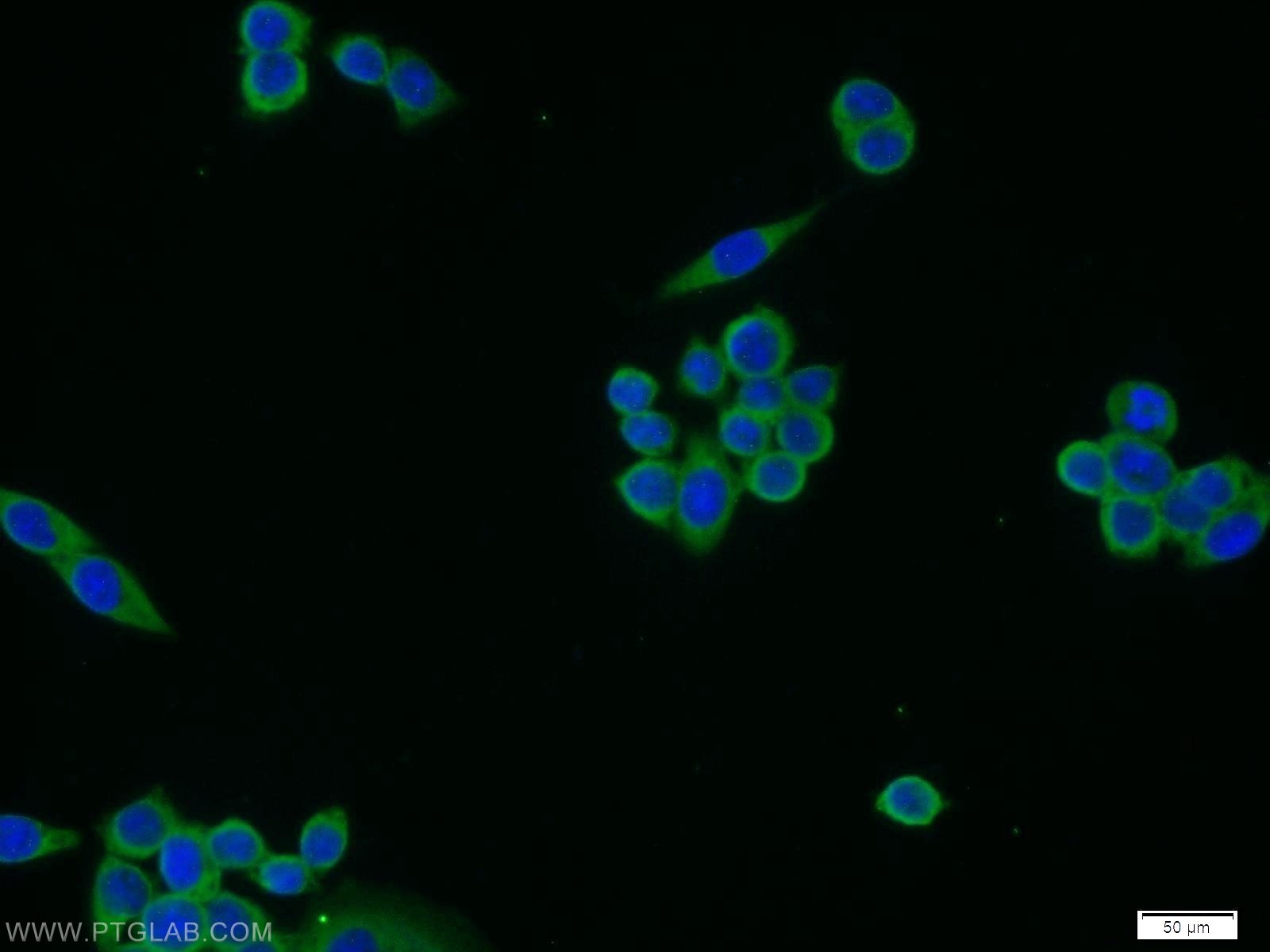 14604-1-AP;BxPC-3 cells