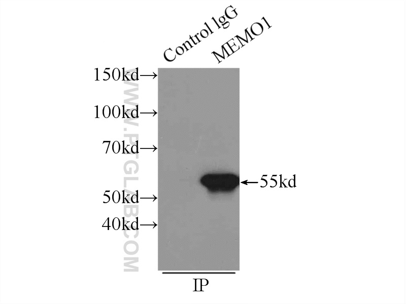 14604-1-AP;MCF-7 cells