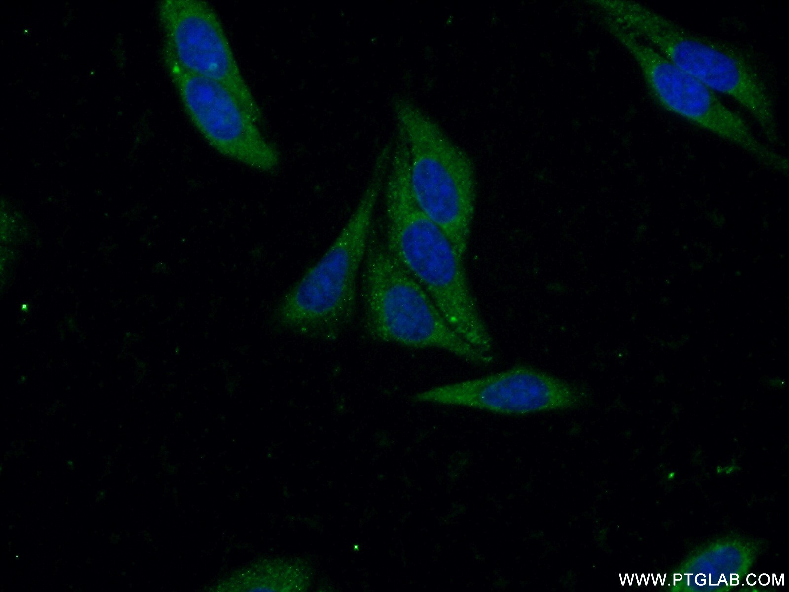 17040-1-AP;HepG2 cells