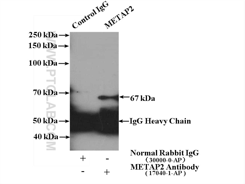 17040-1-AP;MCF-7 cells