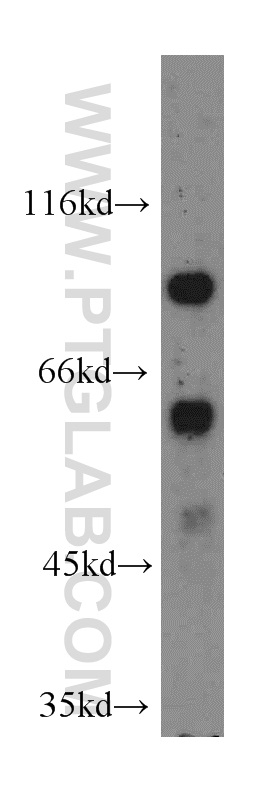 19924-1-AP;HEK-293 cell