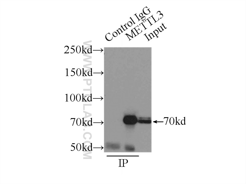 15073-1-AP;HEK-293 cells