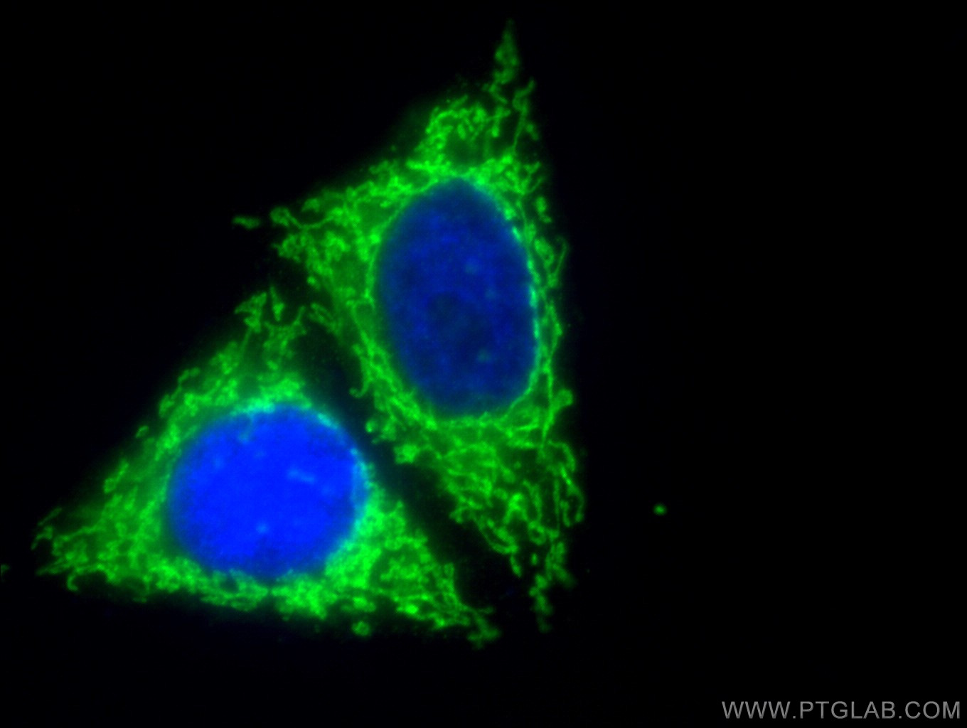 17090-1-AP;HepG2 cells