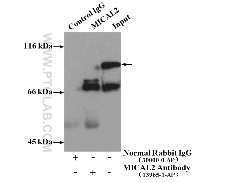 13965-1-AP;PC-3 cells