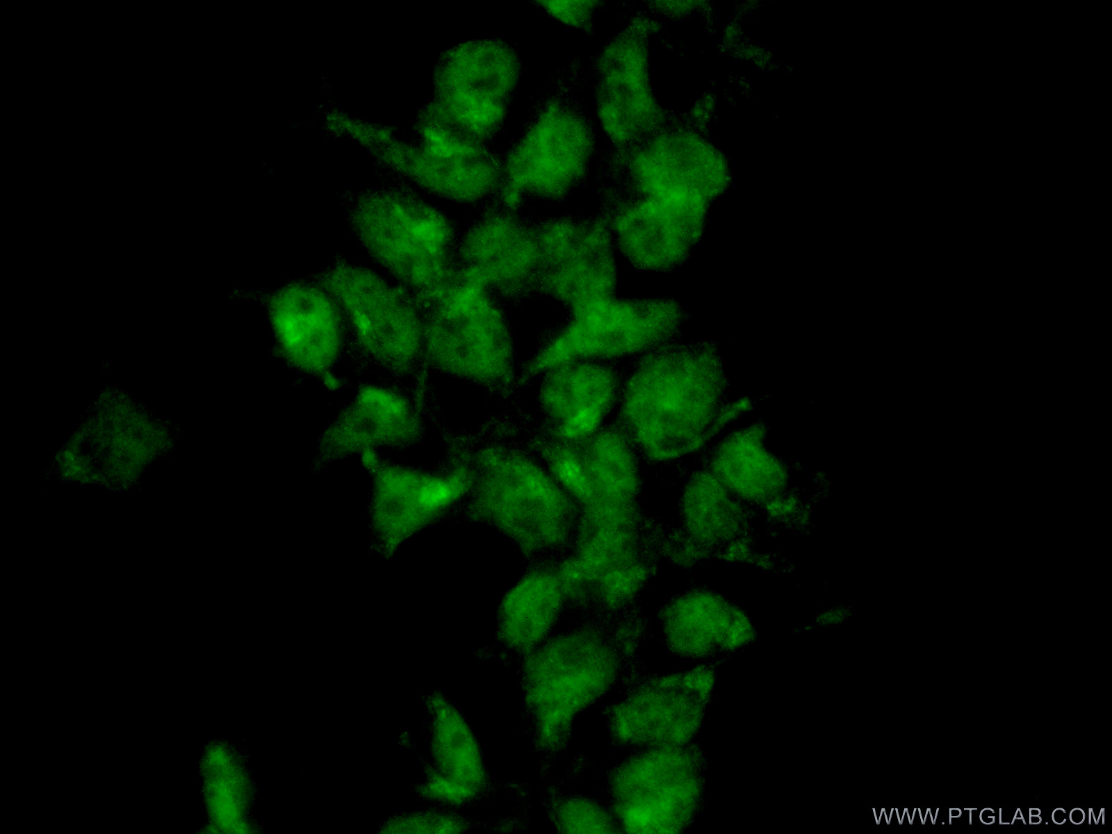 22772-1-AP;HEK-293 cells