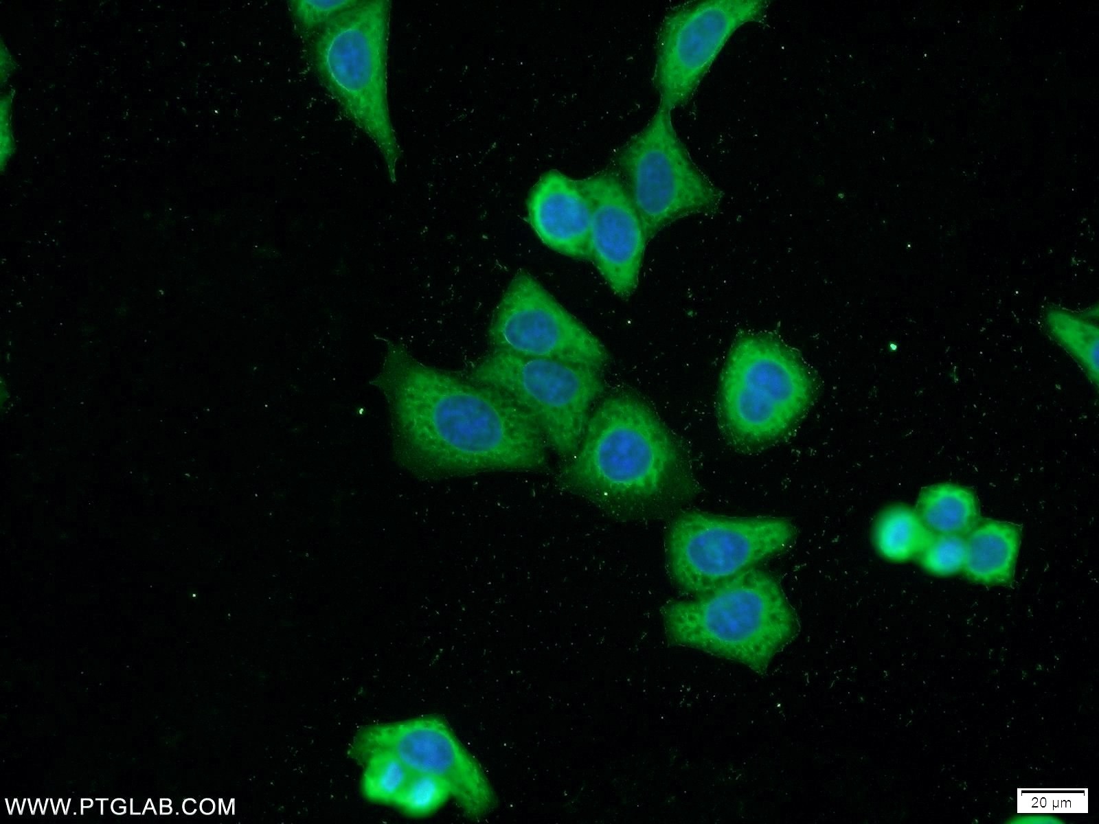 21166-1-AP;HeLa cells