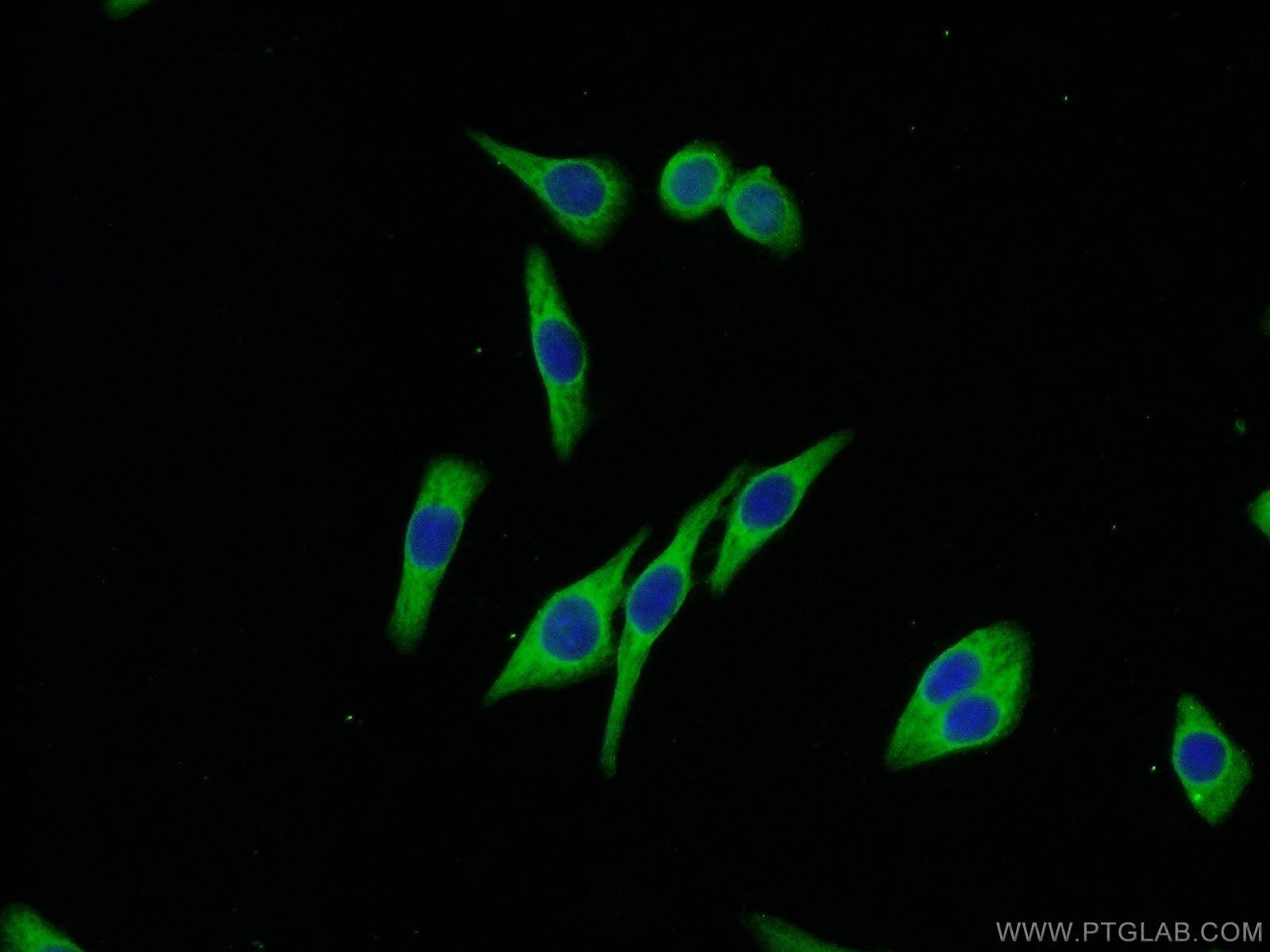 10338-1-AP;HeLa cells